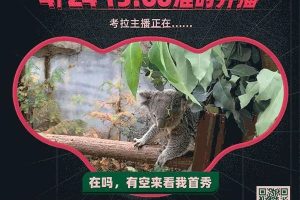 阿里考拉海购“考拉”主播出道，突破直播营销套路！