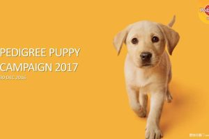 宝路PEDIGREE PUPPY 2017 Campain 方案（PPT）
