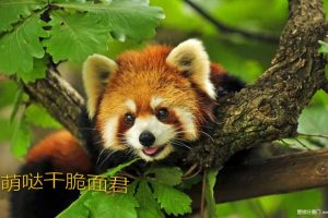 韶关保利大都会2019萌宠主题暖场活动策划方案（PPT）