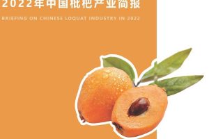 云果：2022年中国枇杷产业简报（PDF）